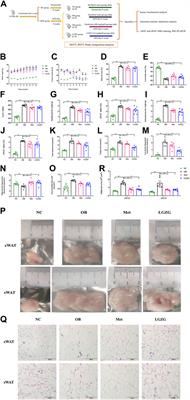 Ling-gui-zhu-gan granules reduces obesity and ameliorates metabolic disorders by inducing white adipose tissue browning in obese mice